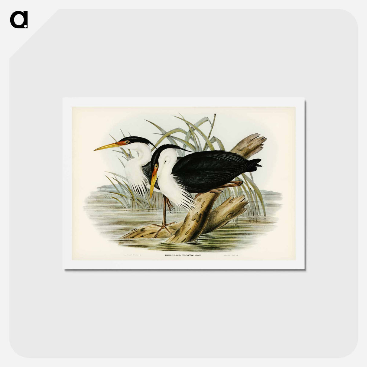 アートポストカード-Pied Egret
- ジョン グールド Postcard.