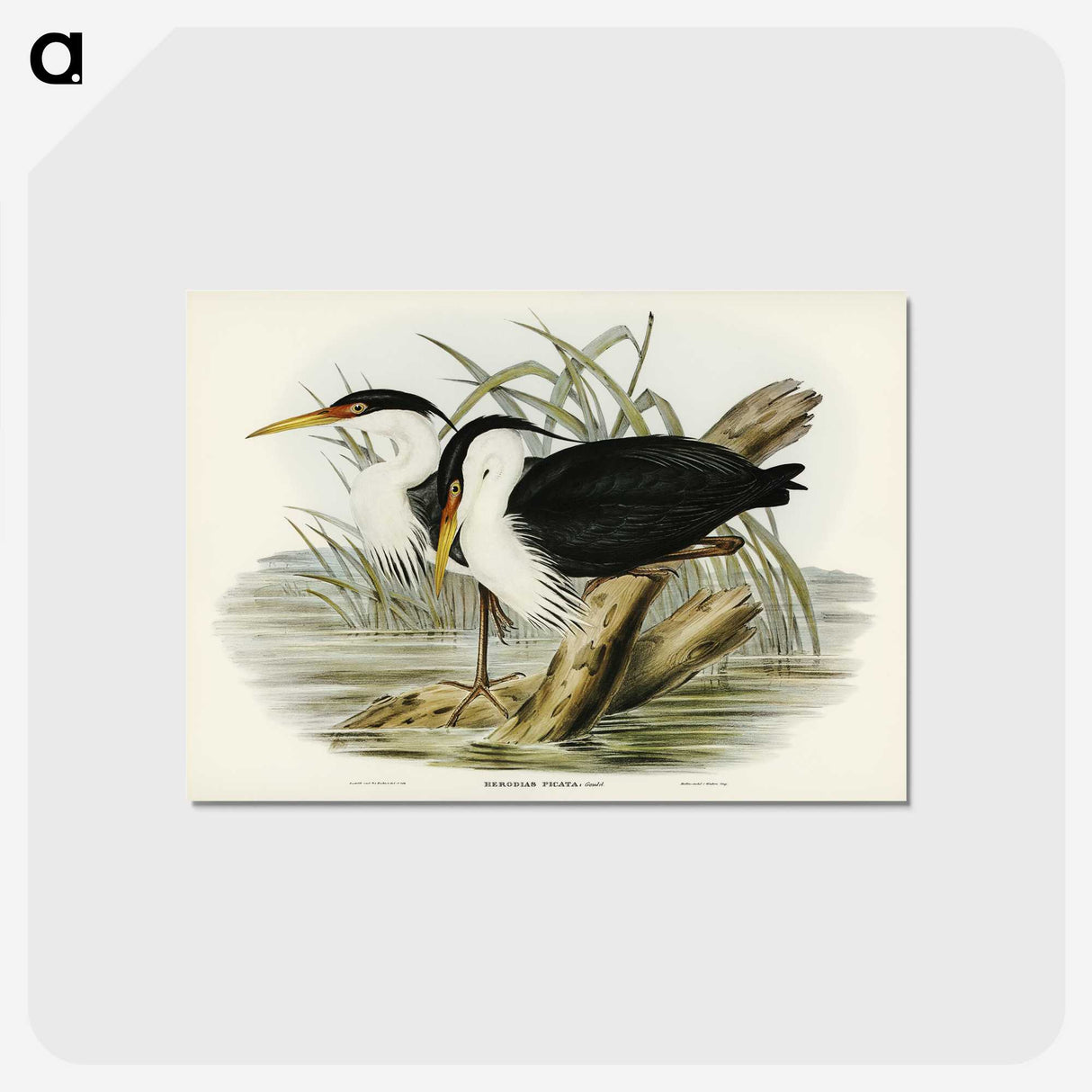 3-46_John-Gould_postcard