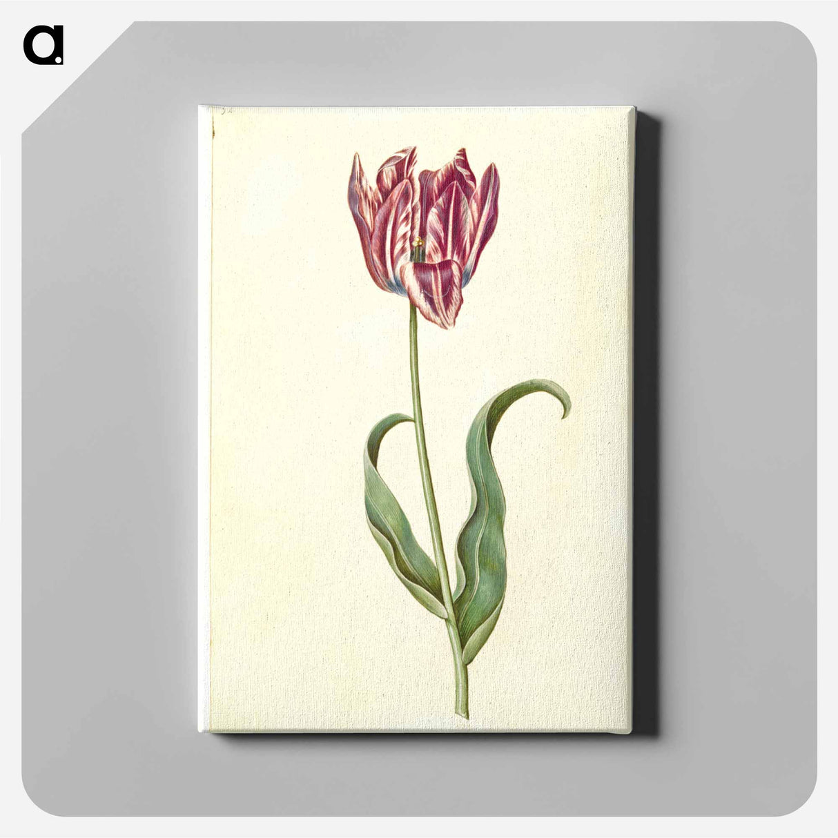 アートパネル-Tulipa Gesneriana
- マリア ジビーラ メーリアン Canvas.