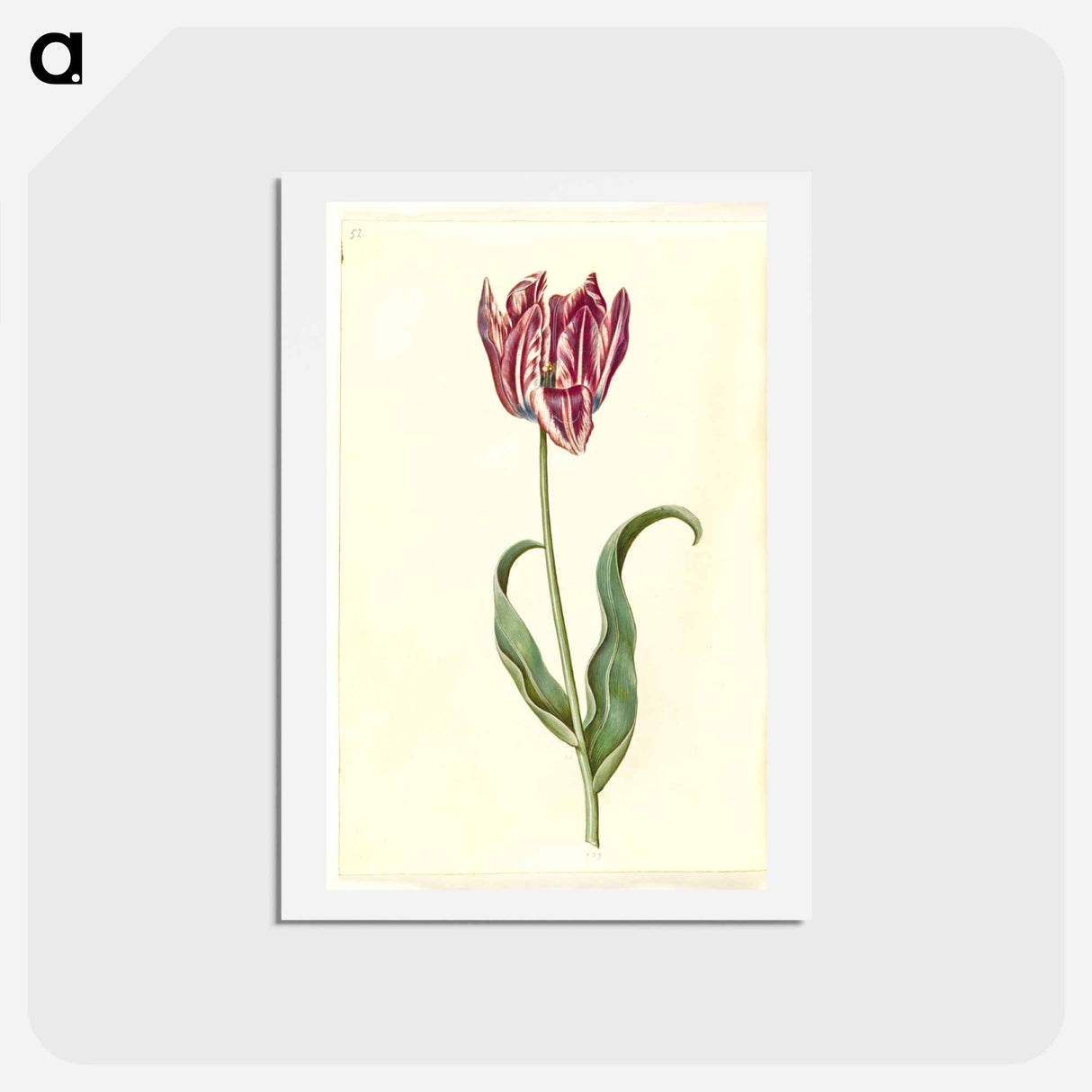 アートポストカード-Tulipa Gesneriana
- マリア ジビーラ メーリアン Postcard.