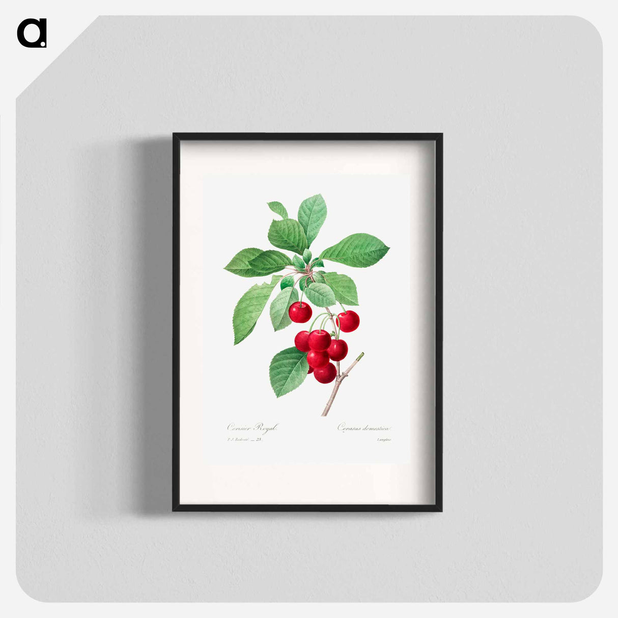 Red cherry - ピエール ジョゼフ ルドゥーテ Poster.