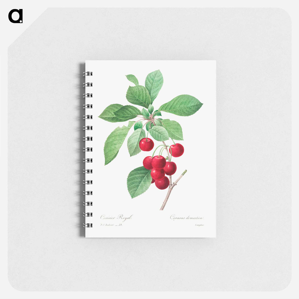 Red cherry - ピエール ジョゼフ ルドゥーテ Memo.