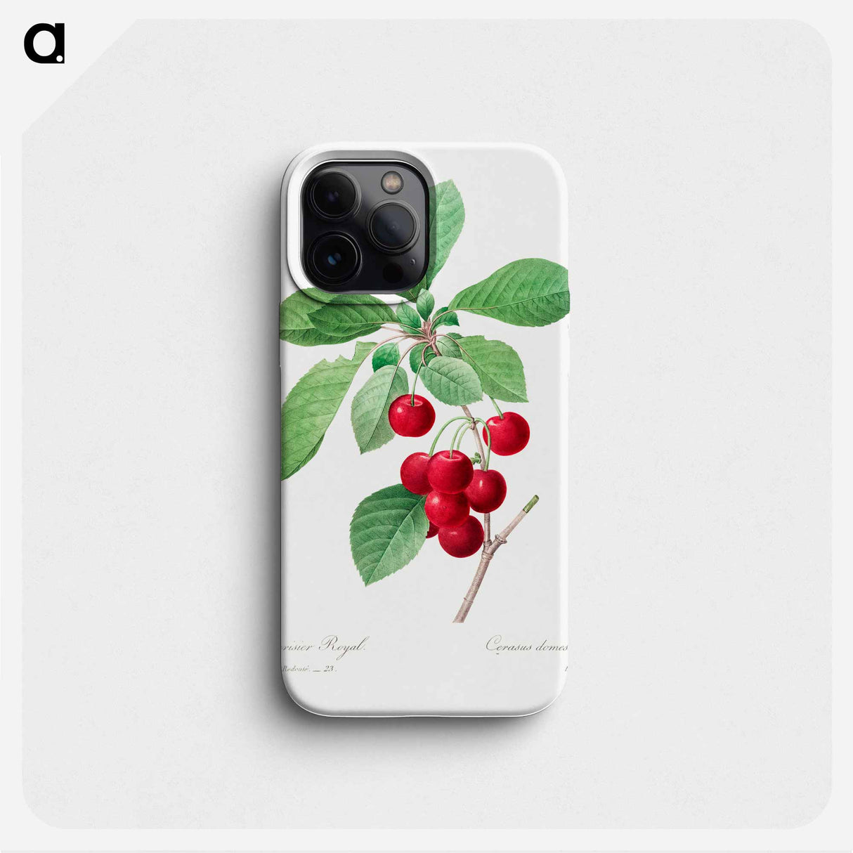 Red cherry - ピエール ジョゼフ ルドゥーテ Phone Case.