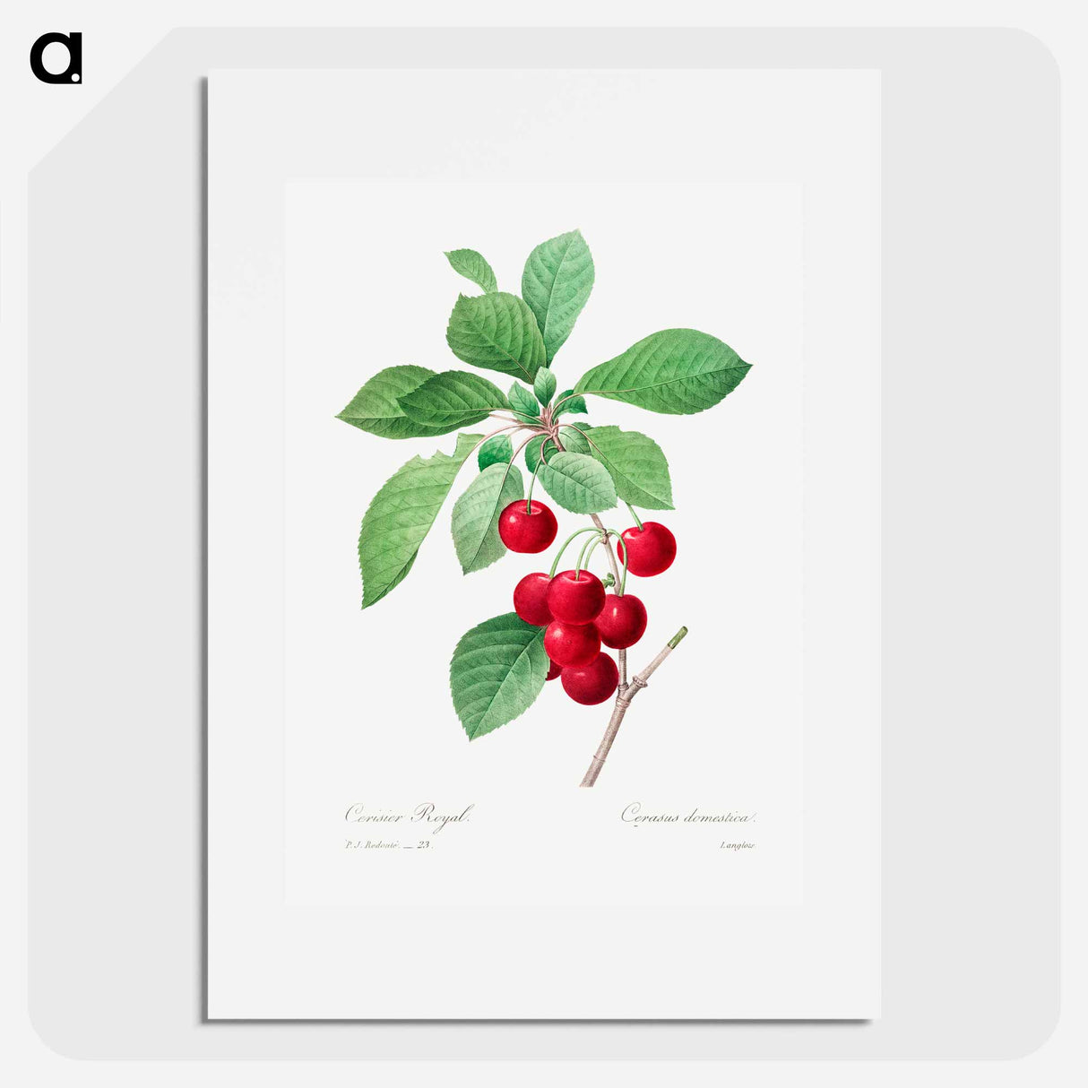 Red cherry - ピエール ジョゼフ ルドゥーテ Poster.