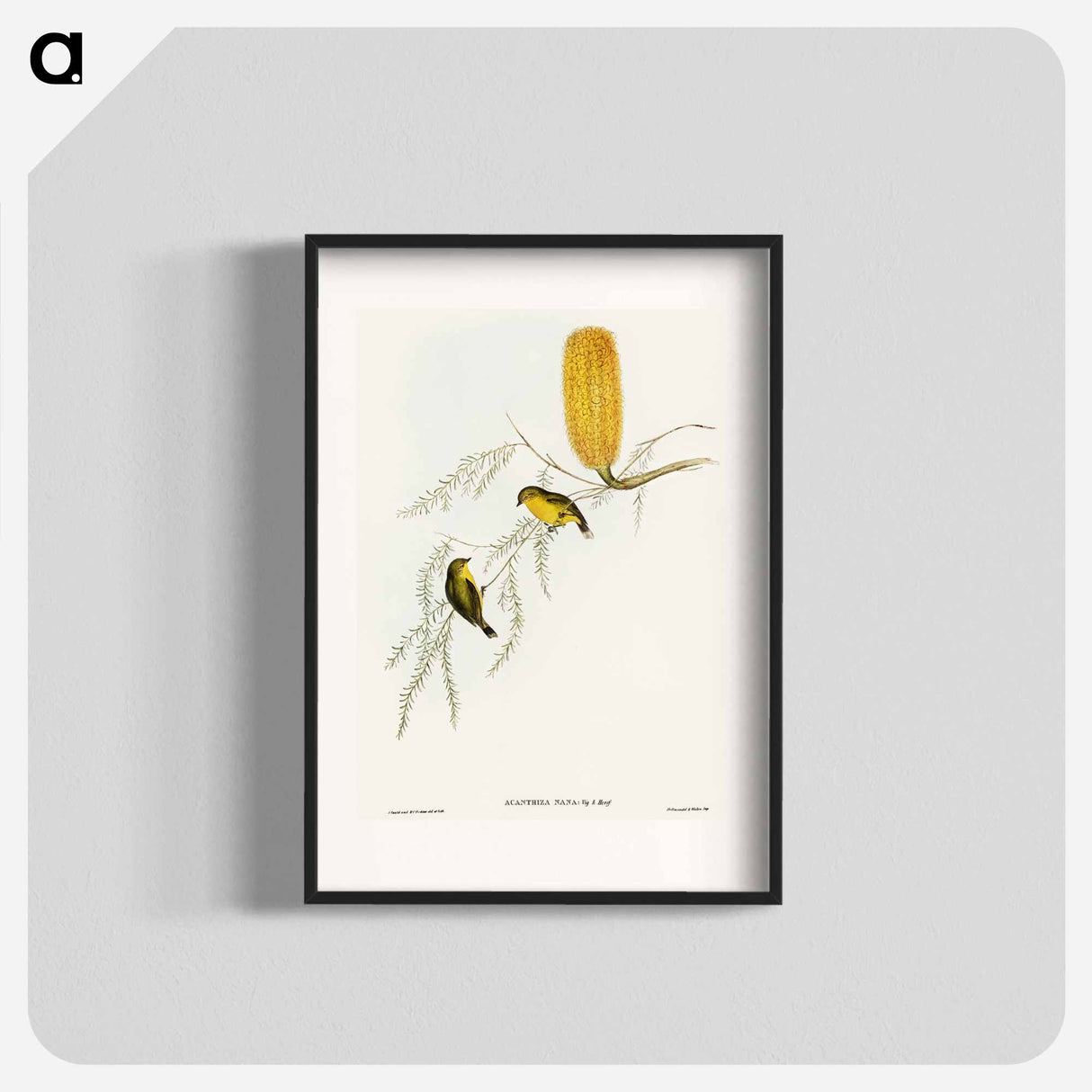 Little Acanthiza
- オーストラリアの鳥 Poster.