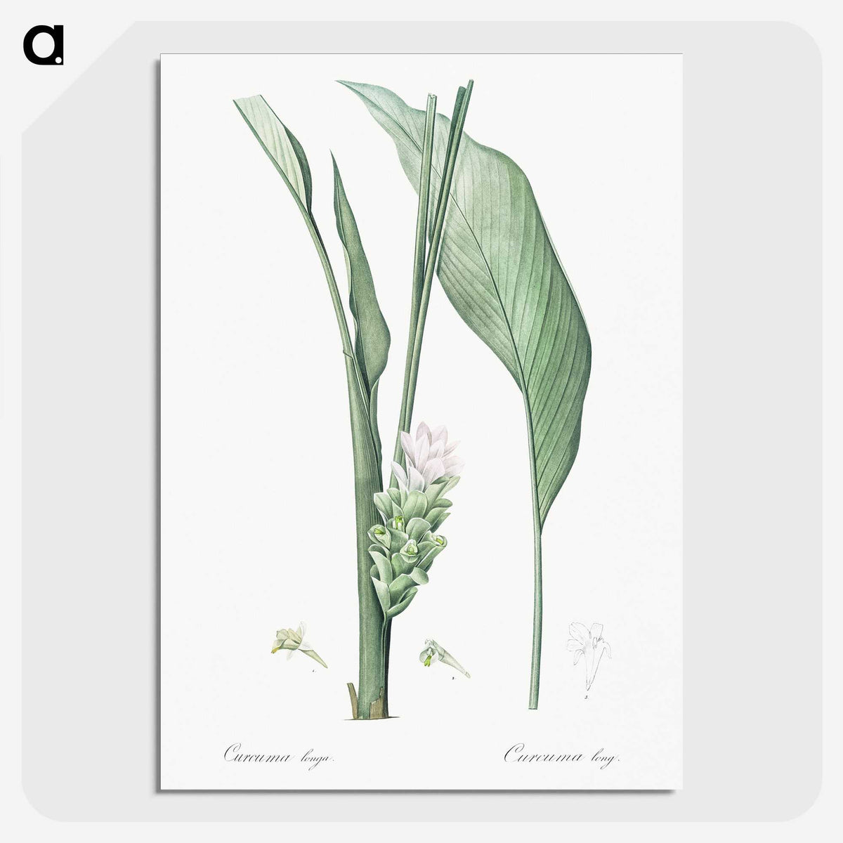 3-46_The-Lilies_picture-crop