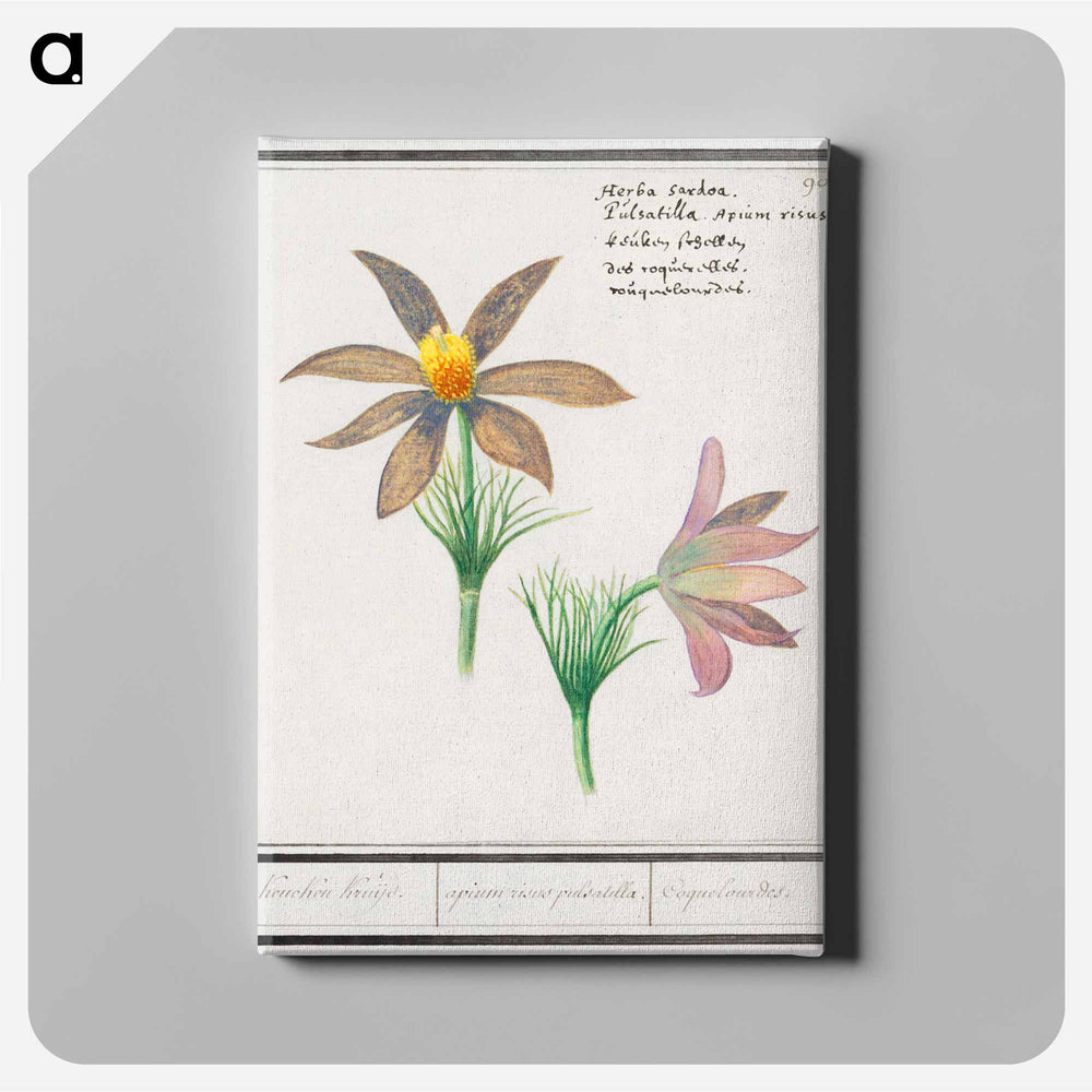 Anemone pulsatilla - アンセルムス ボエティウス デ ブート Canvas.