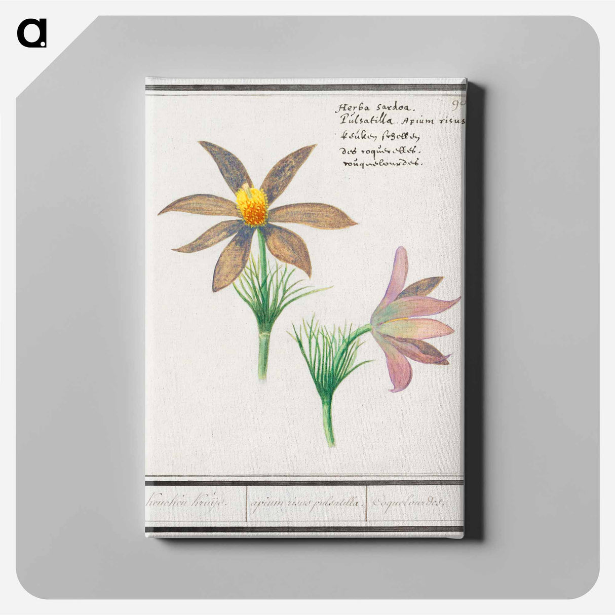 アートパネル-Anemone pulsatilla - アンセルムス ボエティウス デ ブート Canvas.