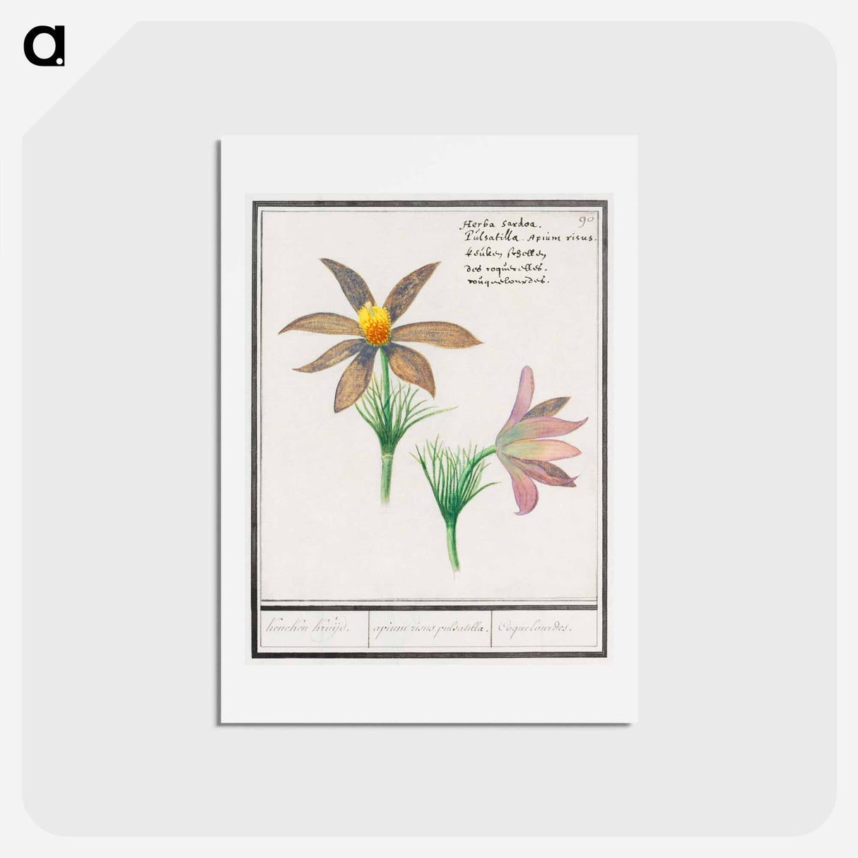 アートポストカード-Anemone pulsatilla - アンセルムス ボエティウス デ ブート Postcard.