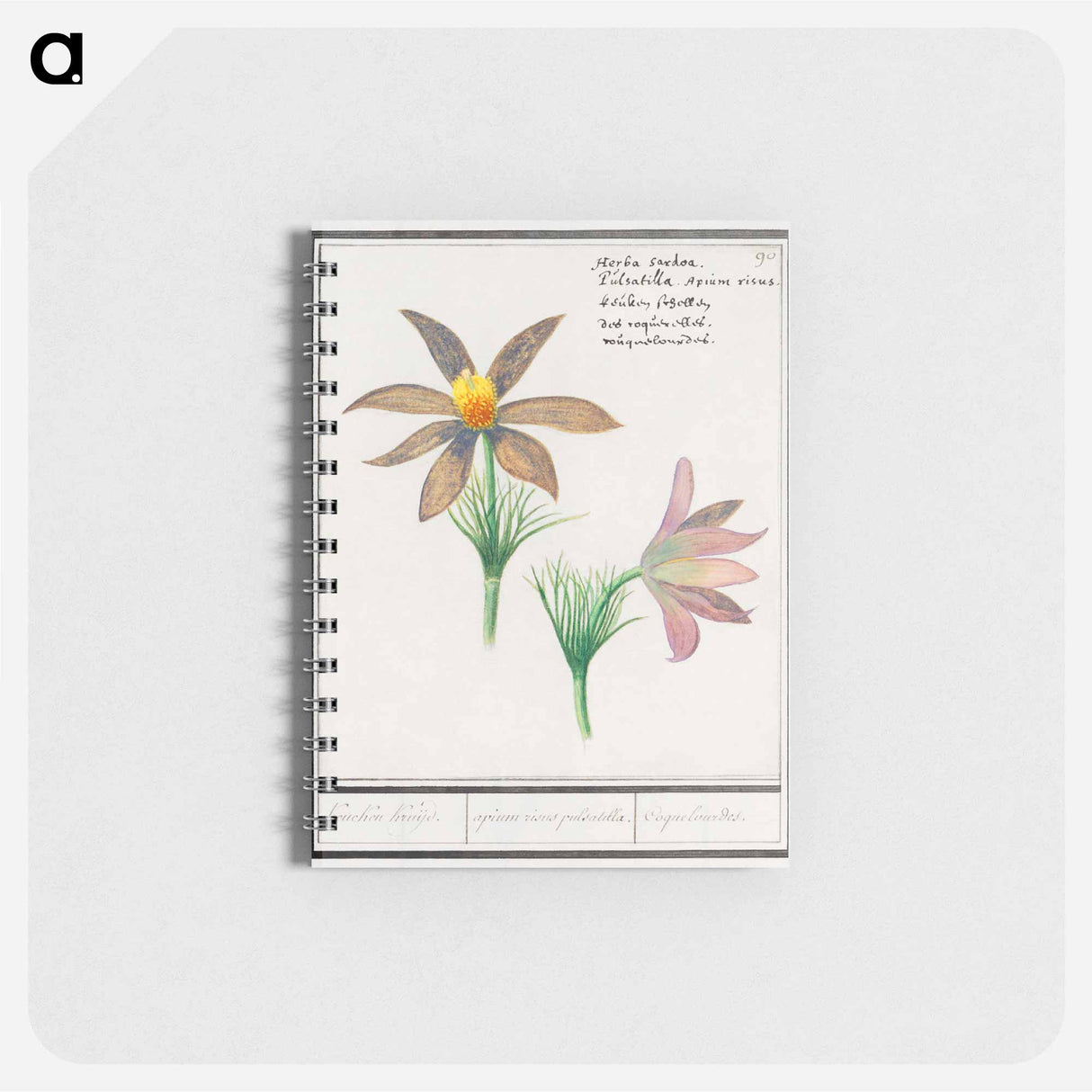 アートメモ帳-Anemone pulsatilla - アンセルムス ボエティウス デ ブート Memo.