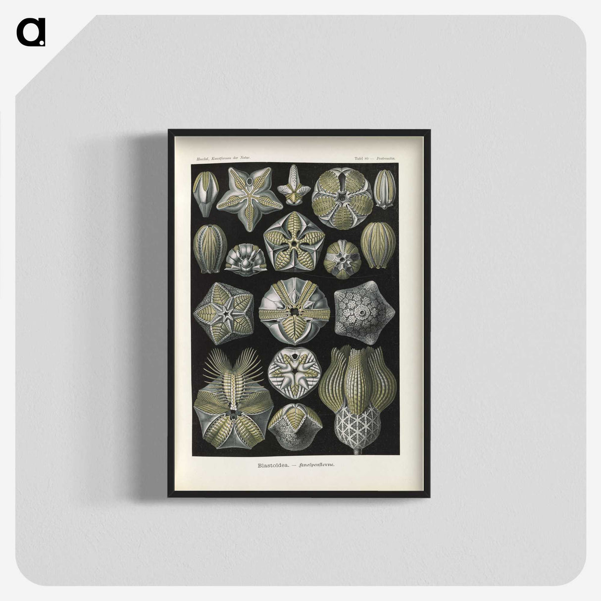 3-47_Ernst-Haeckel_blk-crop