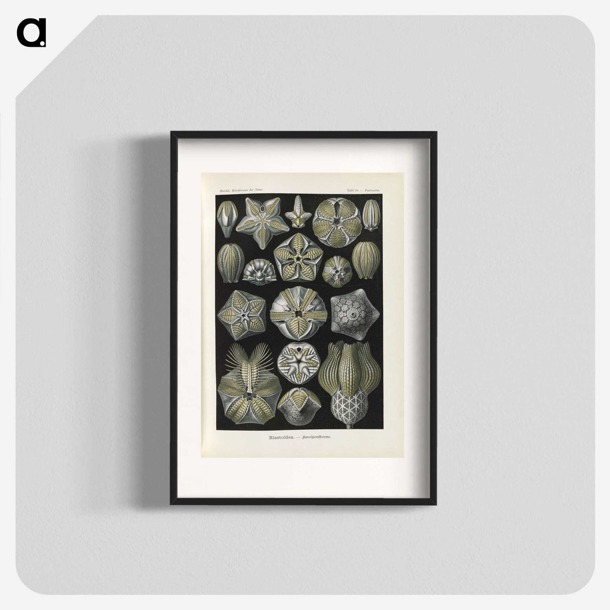 3-47_Ernst-Haeckel_blk