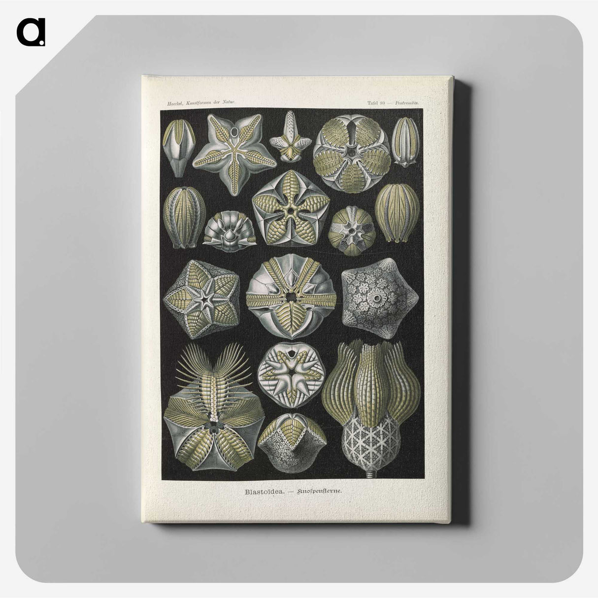 3-47_Ernst-Haeckel_canvas