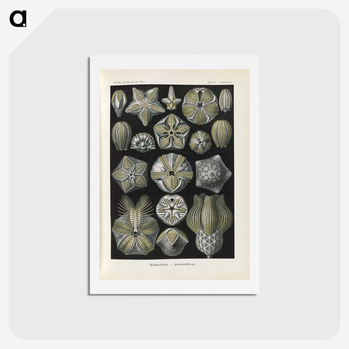 3-47_Ernst-Haeckel_hagaki