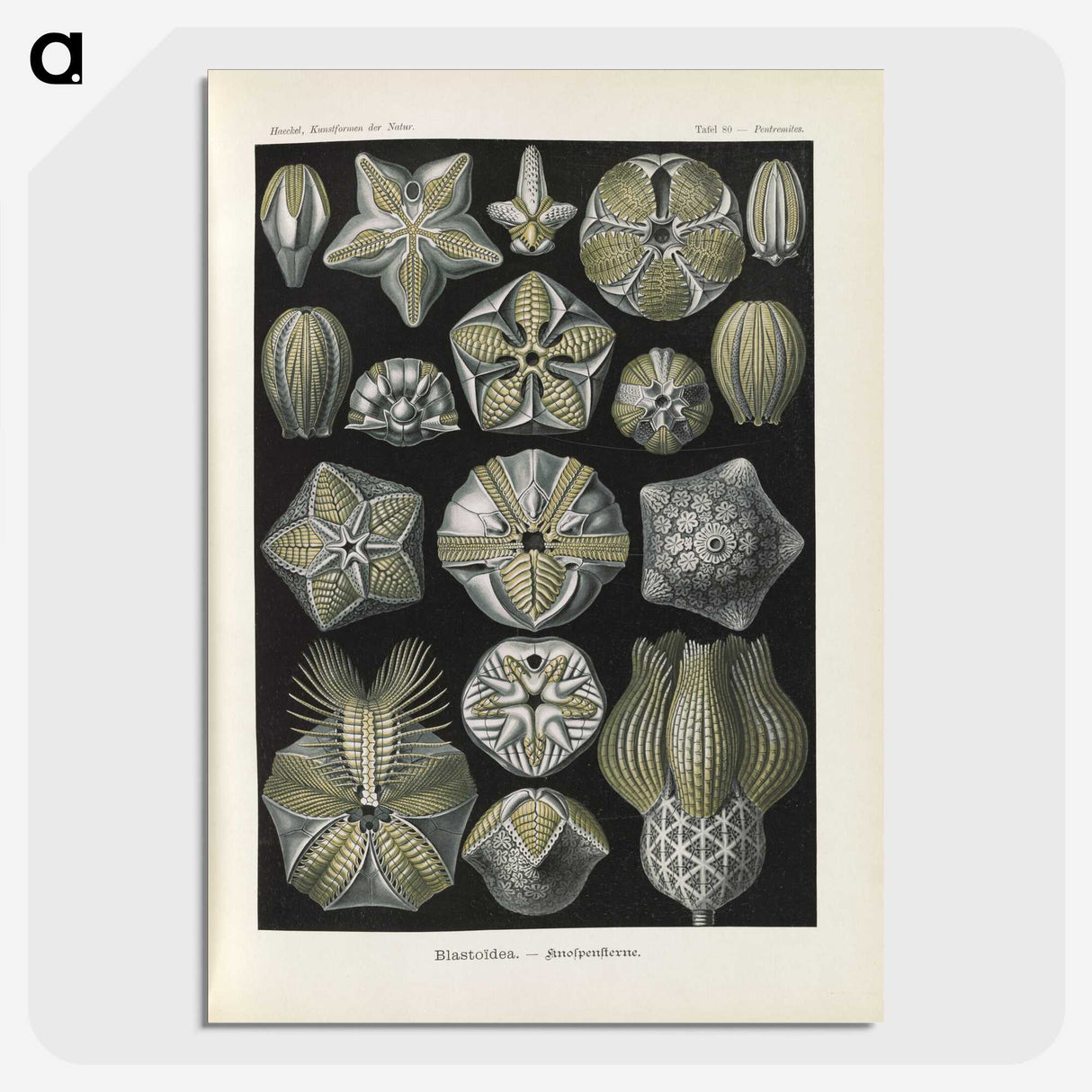 3-47_Ernst-Haeckel_picture-crop