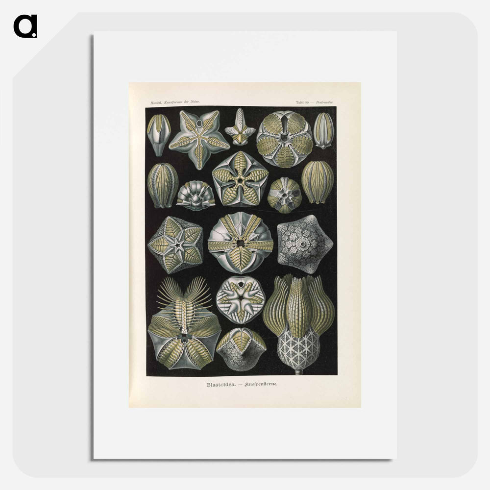 Coral illustration from Kunstformen der Natur - エルンスト ヘッケル Poster.