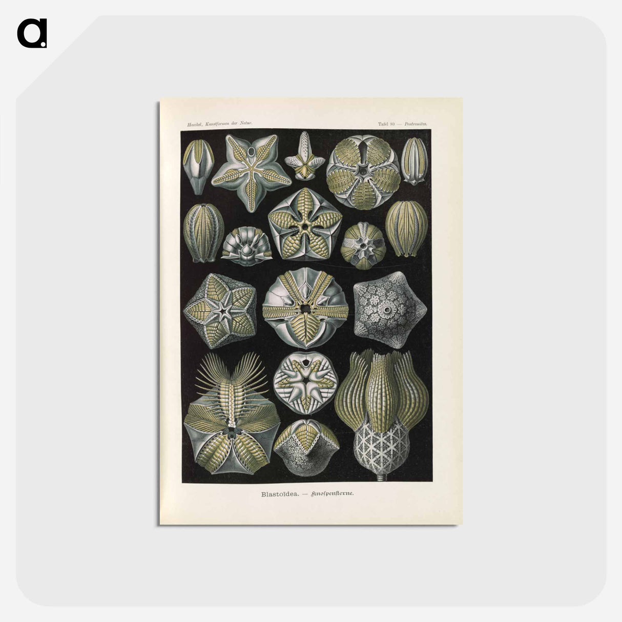 アートポストカード-Coral illustration from Kunstformen der Natur - エルンスト ヘッケル Postcard.