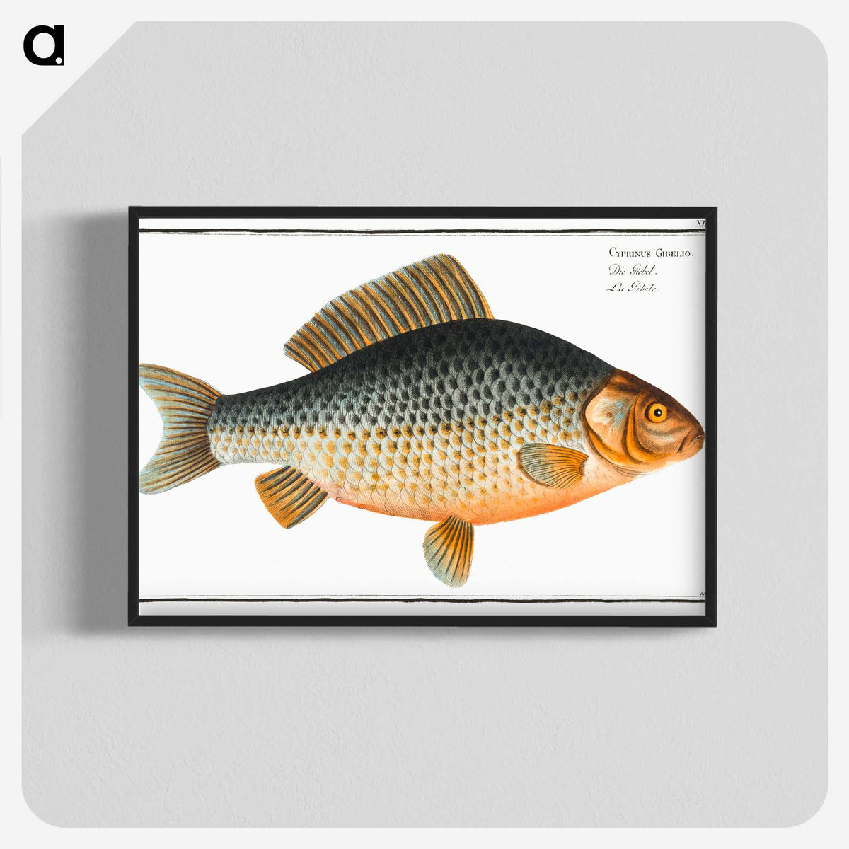 3-47_Ichtyologie-ou-Histoire-naturelle_blk-crop