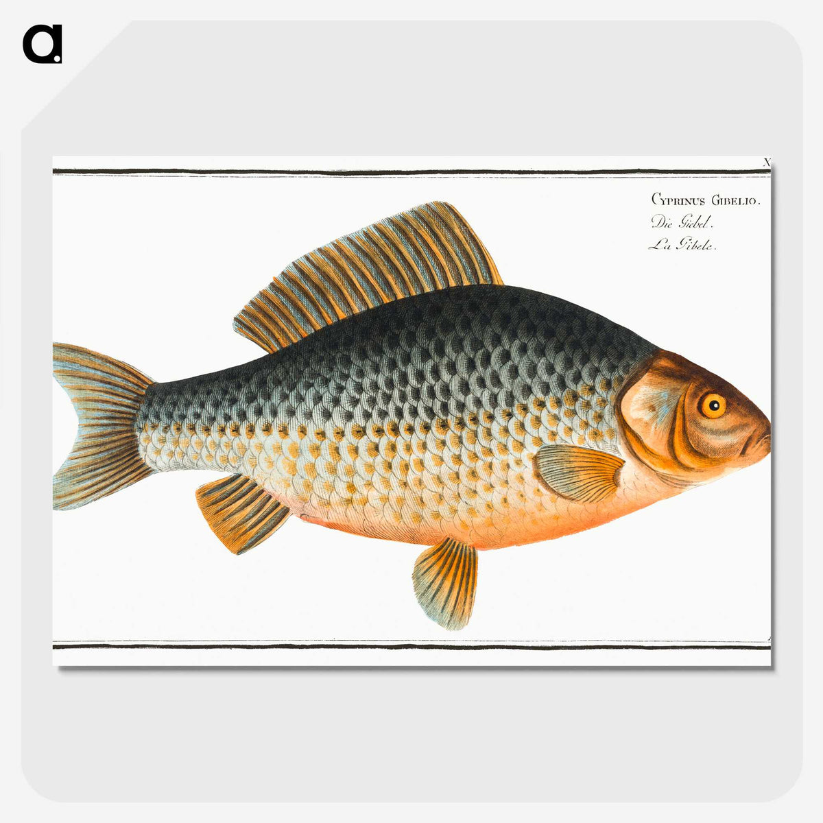 3-47_Ichtyologie-ou-Histoire-naturelle_picture-crop