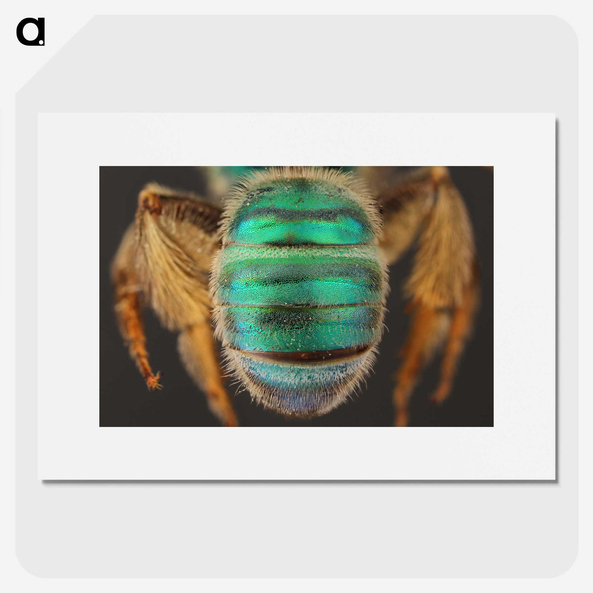 3-47_Insects-Unlocked-Project_picture