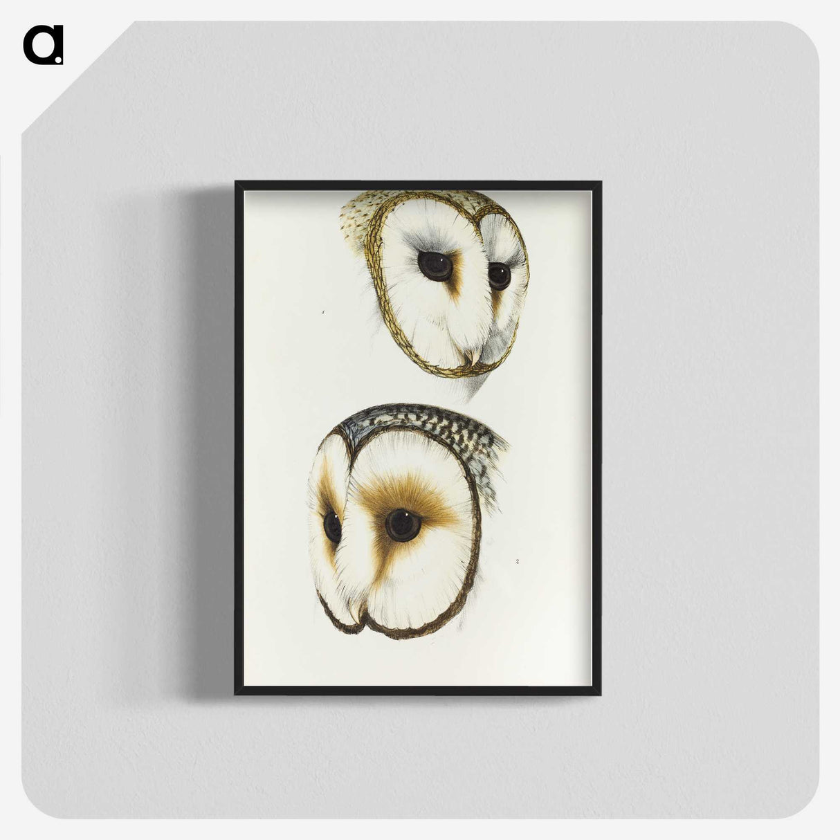 3-47_John-Gould_blk-crop