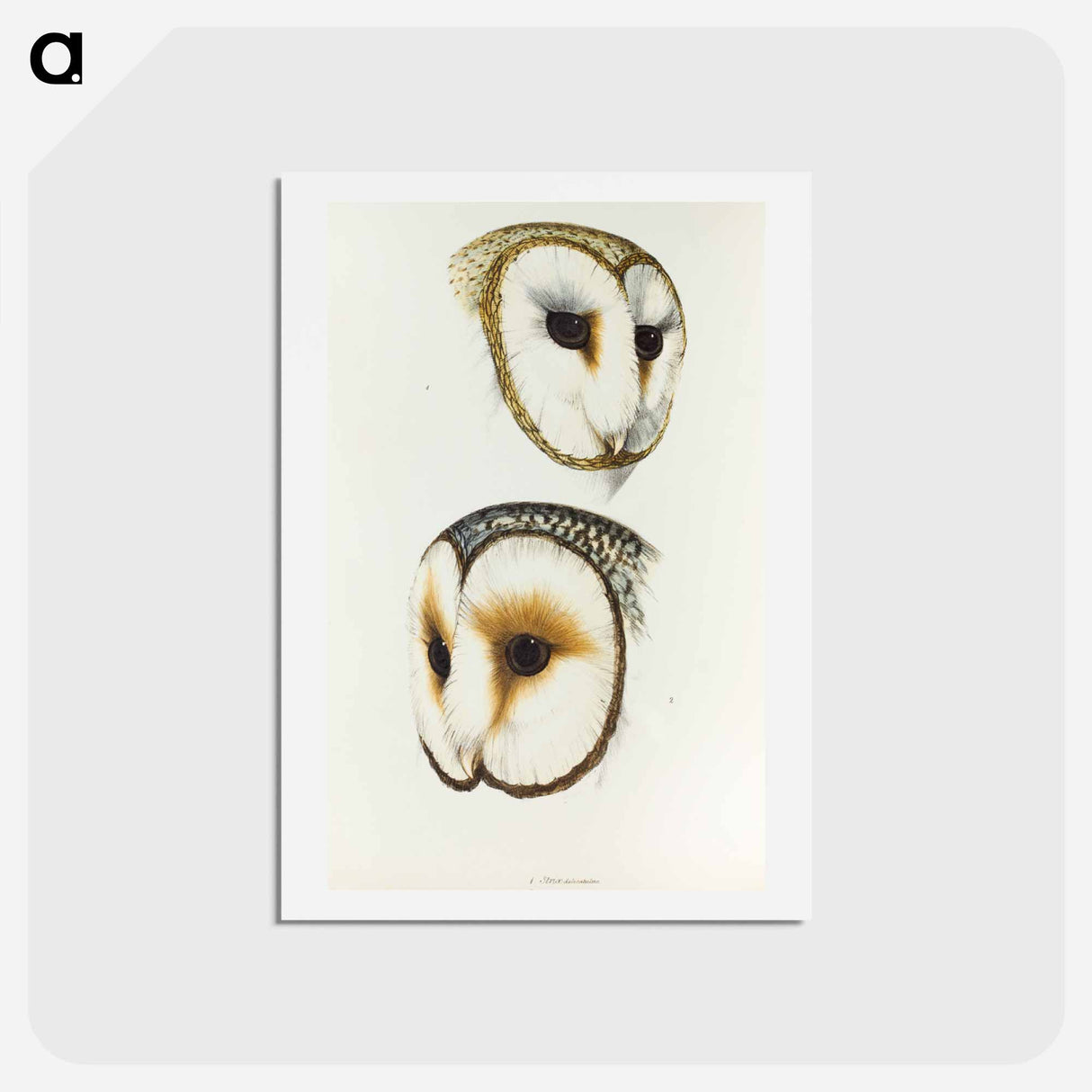 アートポストカード-Delicate Owl & Ring-eyed Owl
- ジョン グールド Postcard.