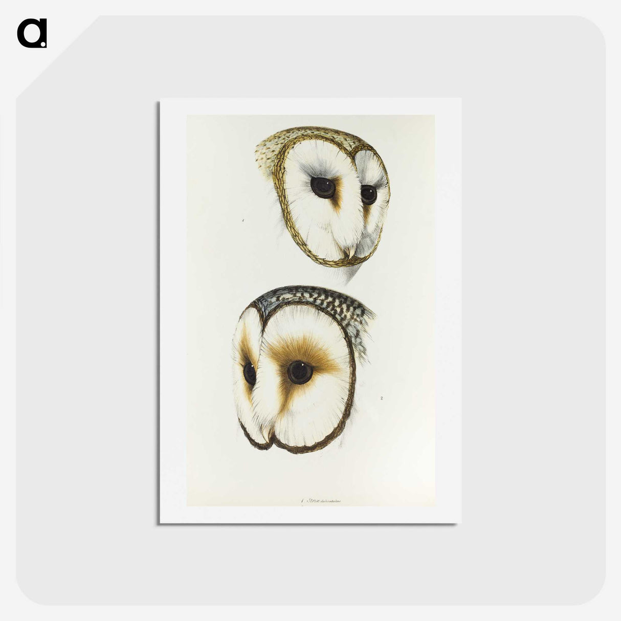 3-47_John-Gould_hagaki