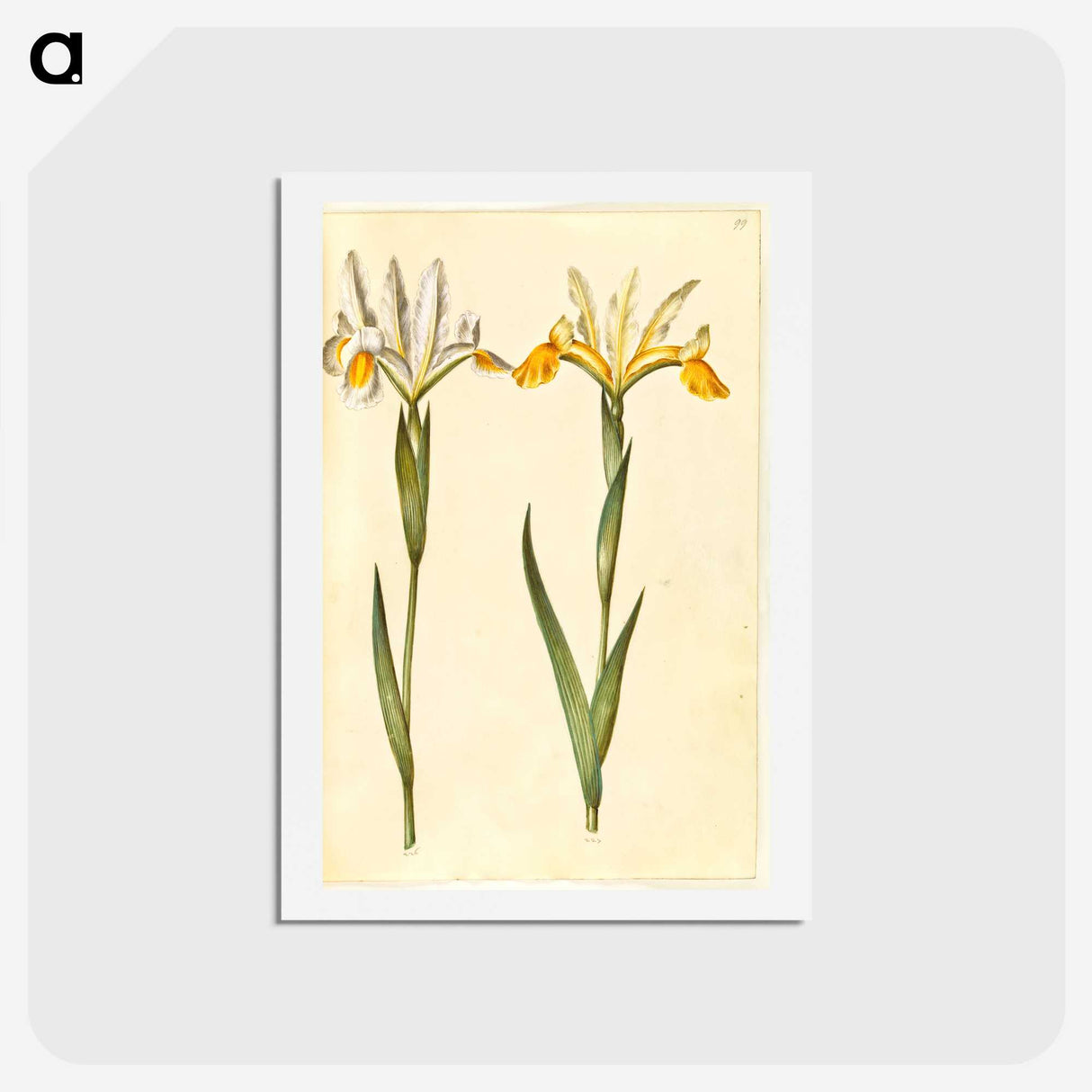 3-47_Maria-Sibylla-Merian_hagaki