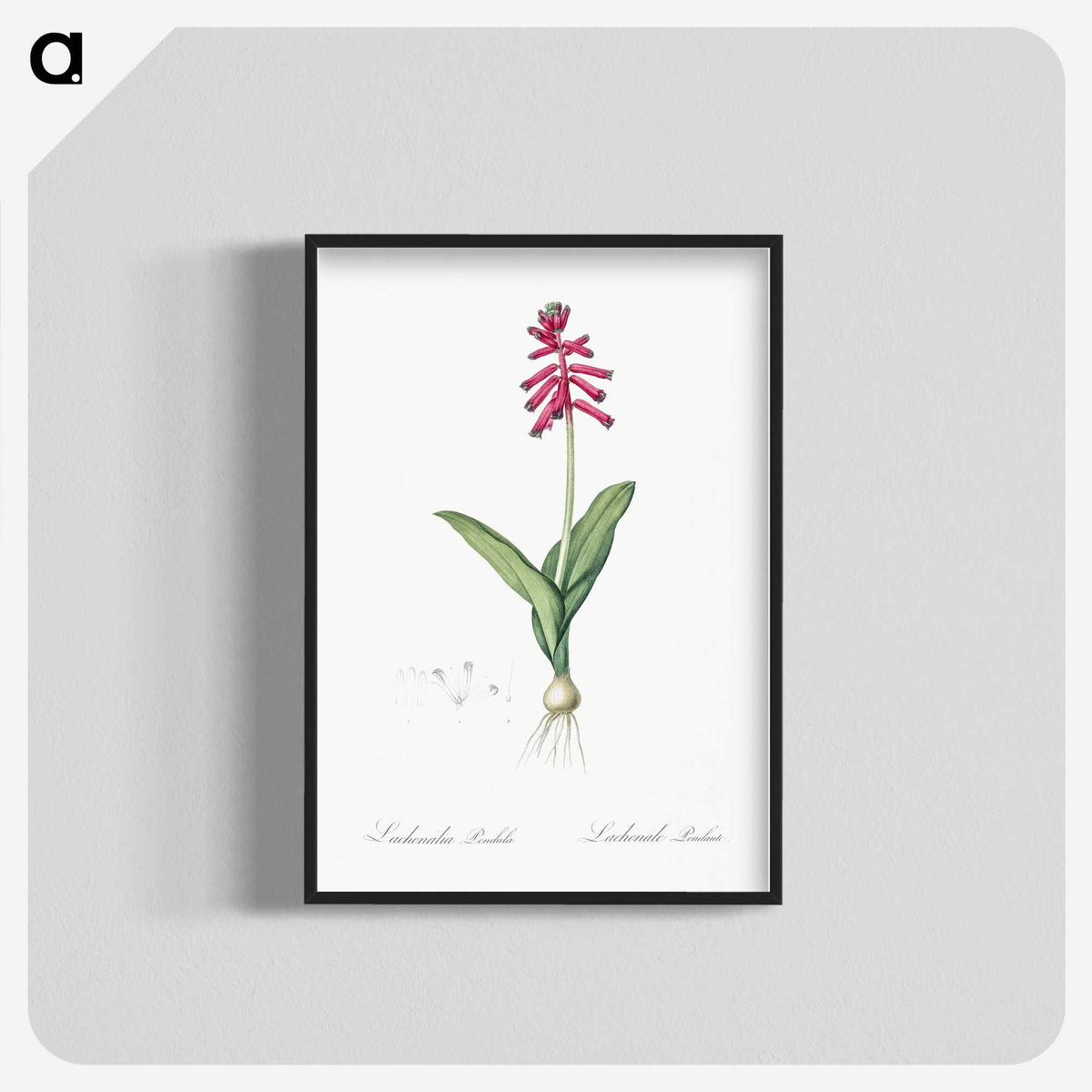 3-47_The-Lilies_blk-crop