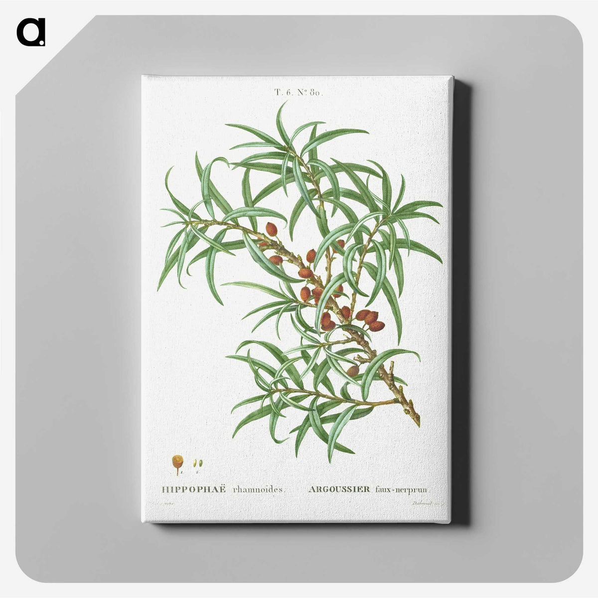 3-47_Treatise-on-Trees-and-Shrubs_canvas