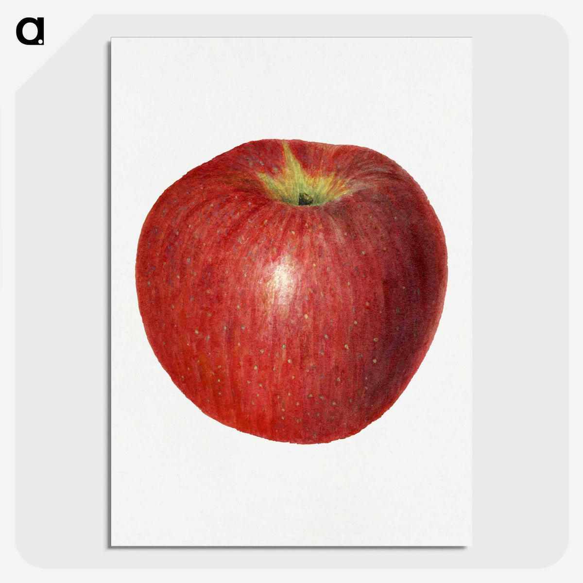 3-47_USDA-Watercolor-Fruit-Painting-Collection_picture-crop