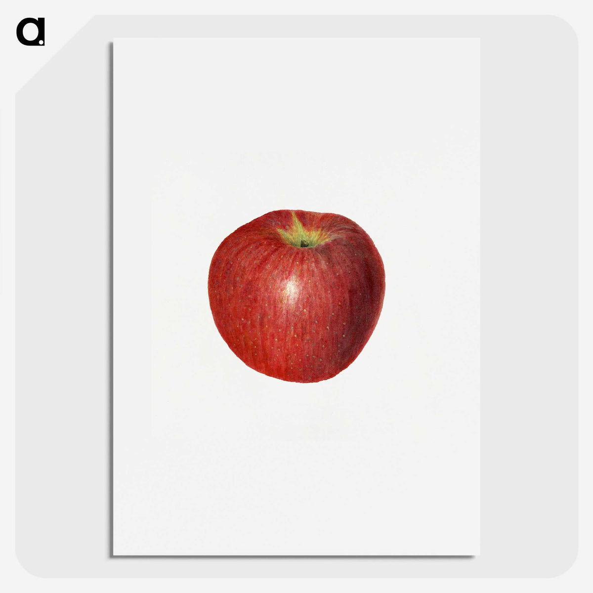 3-47_USDA-Watercolor-Fruit-Painting-Collection_picture