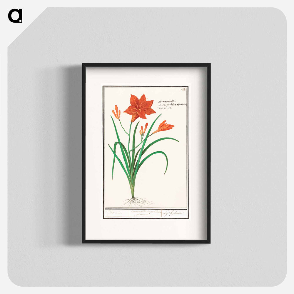 Orange daylily, Hemerocallis - アンセルムス ボエティウス デ ブート Poster.