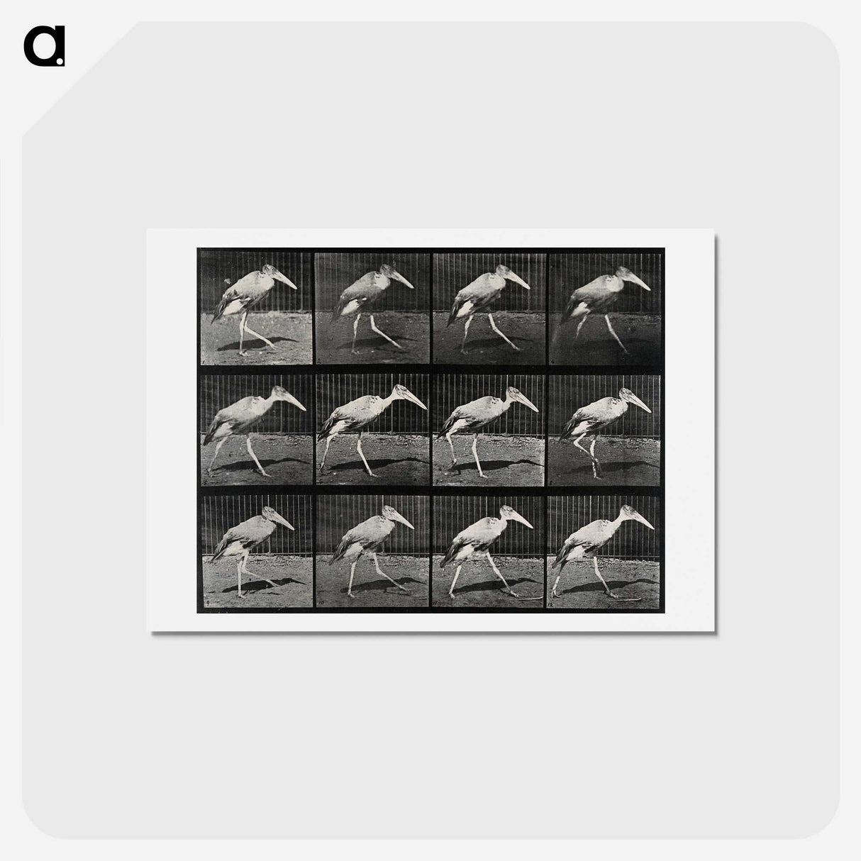 3-48_Eadweard-Muybridge_hagaki