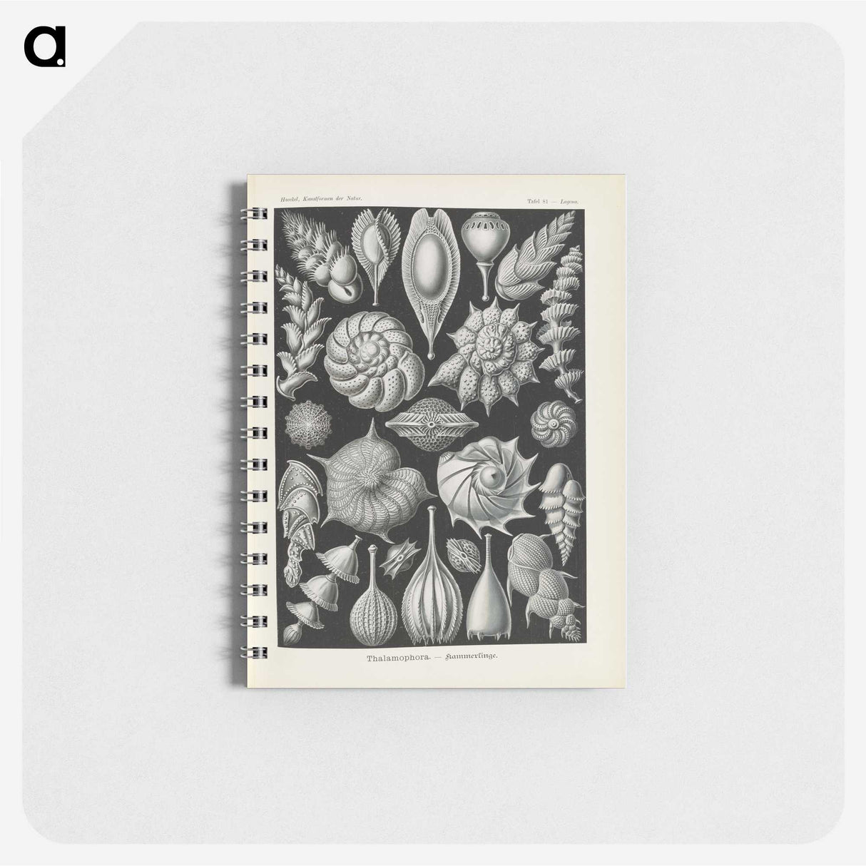 3-48_Ernst-Haeckel_memo