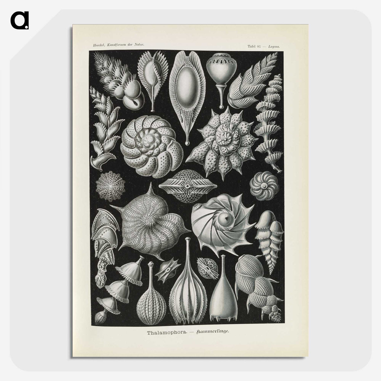 3-48_Ernst-Haeckel_picture-crop