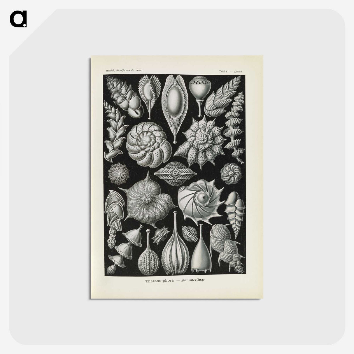 3-48_Ernst-Haeckel_postcard