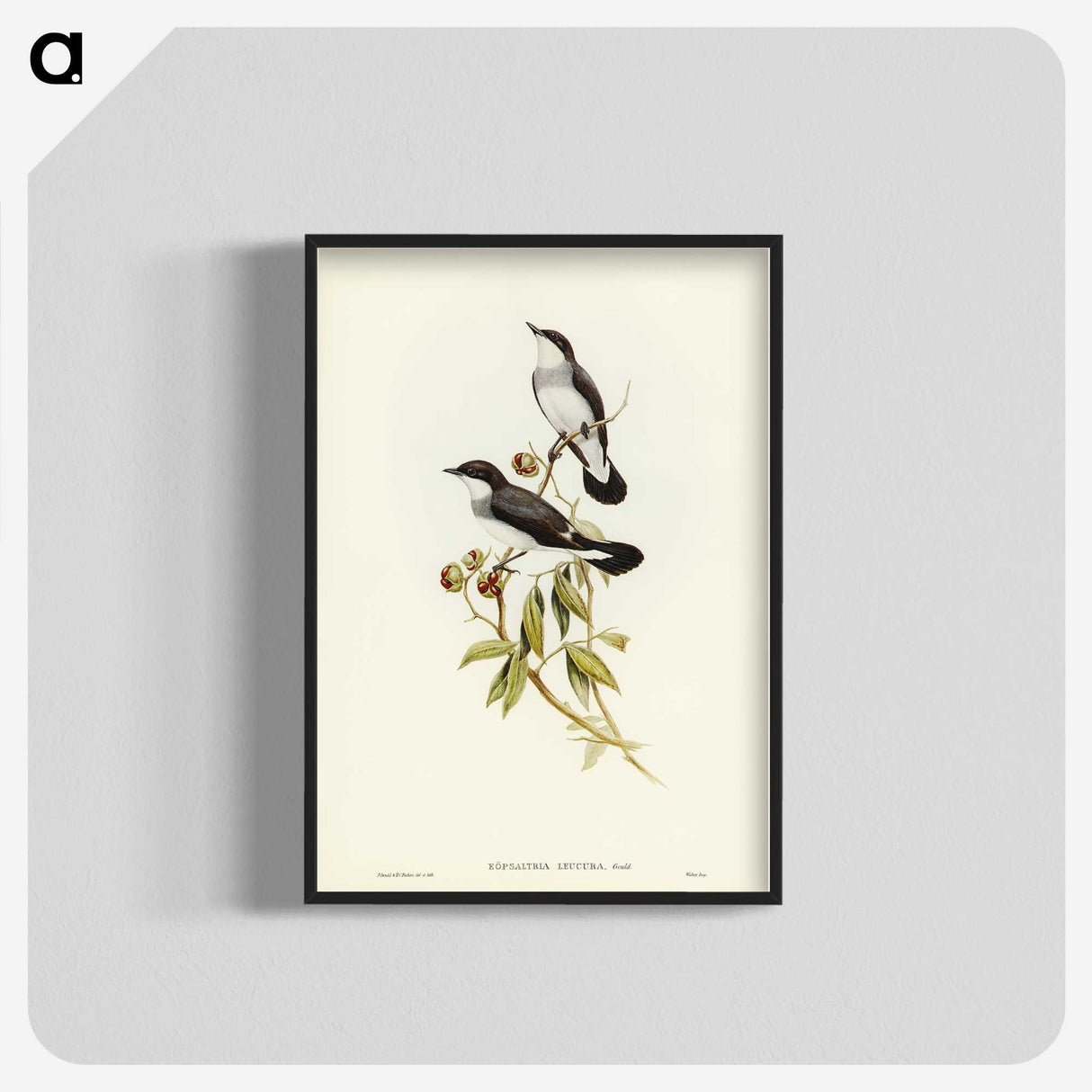 3-48_John-Gould_blk-crop