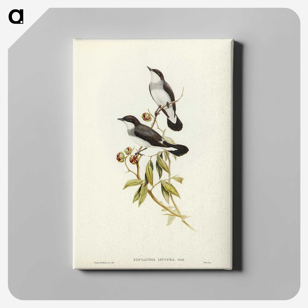 3-48_John-Gould_canvas