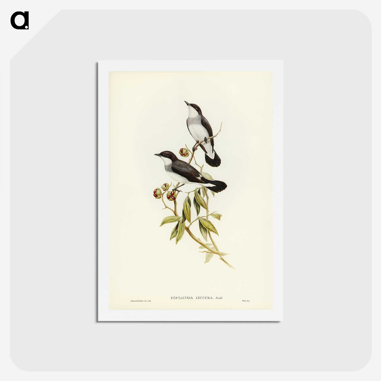 3-48_John-Gould_hagaki