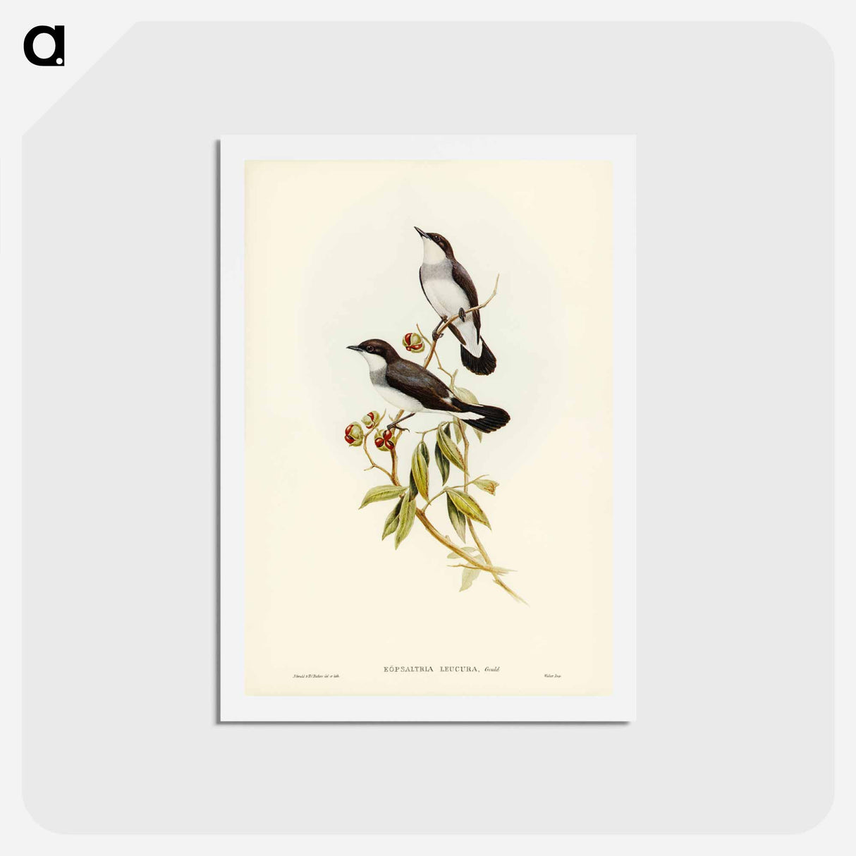 アートポストカード-White-tailed Robin
- ジョン グールド Postcard.