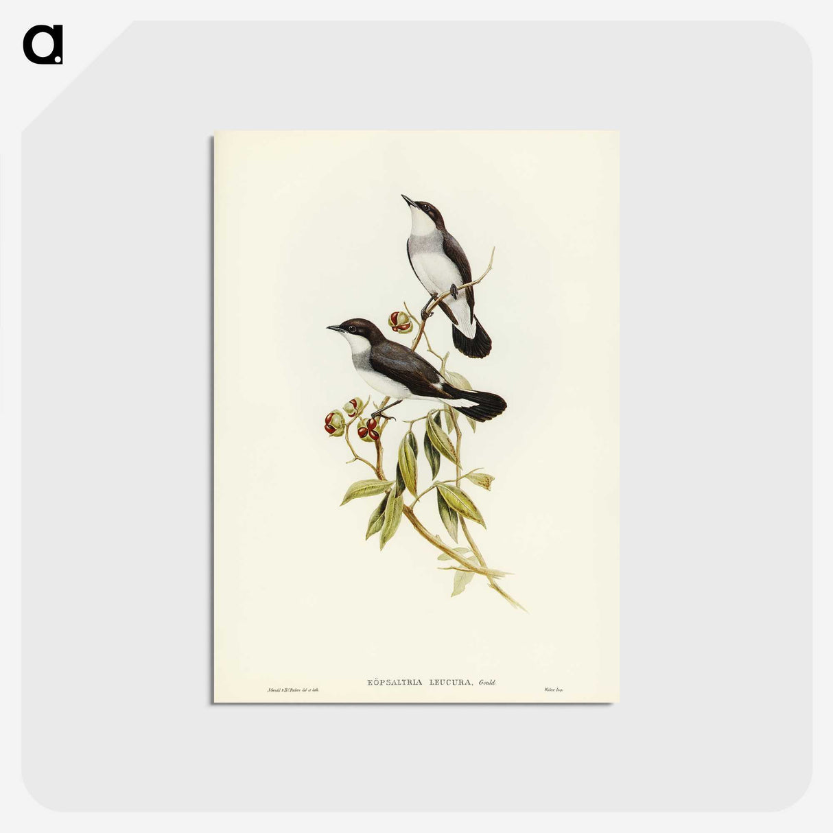 3-48_John-Gould_postcard