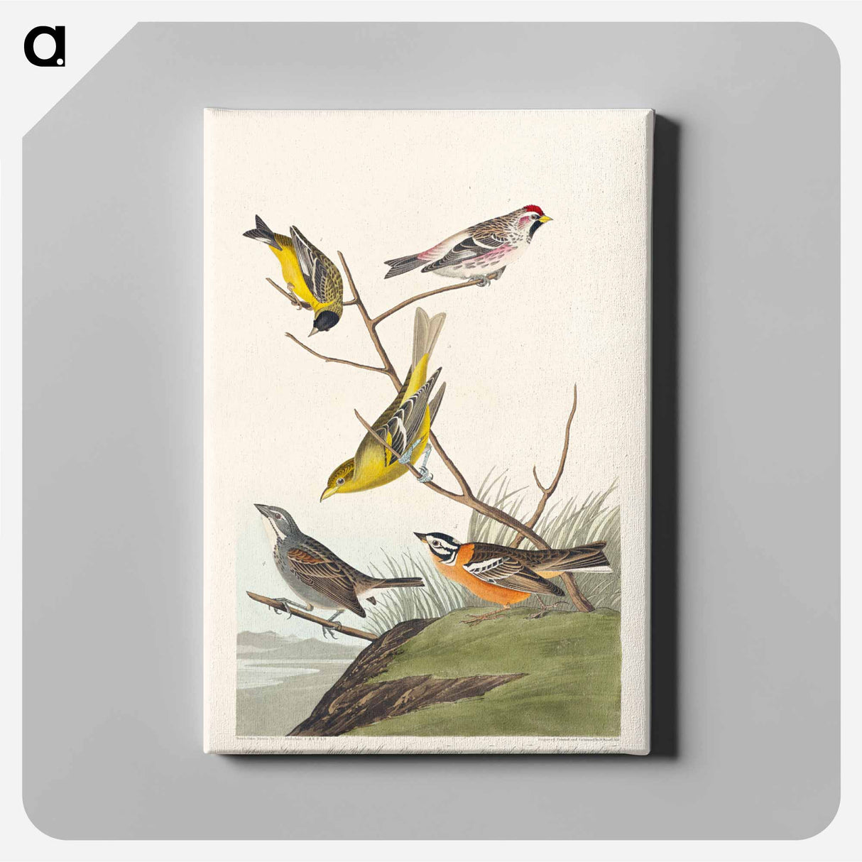 アートパネル-Birds of America
- ジョン ジェームス オーデュボン Canvas.