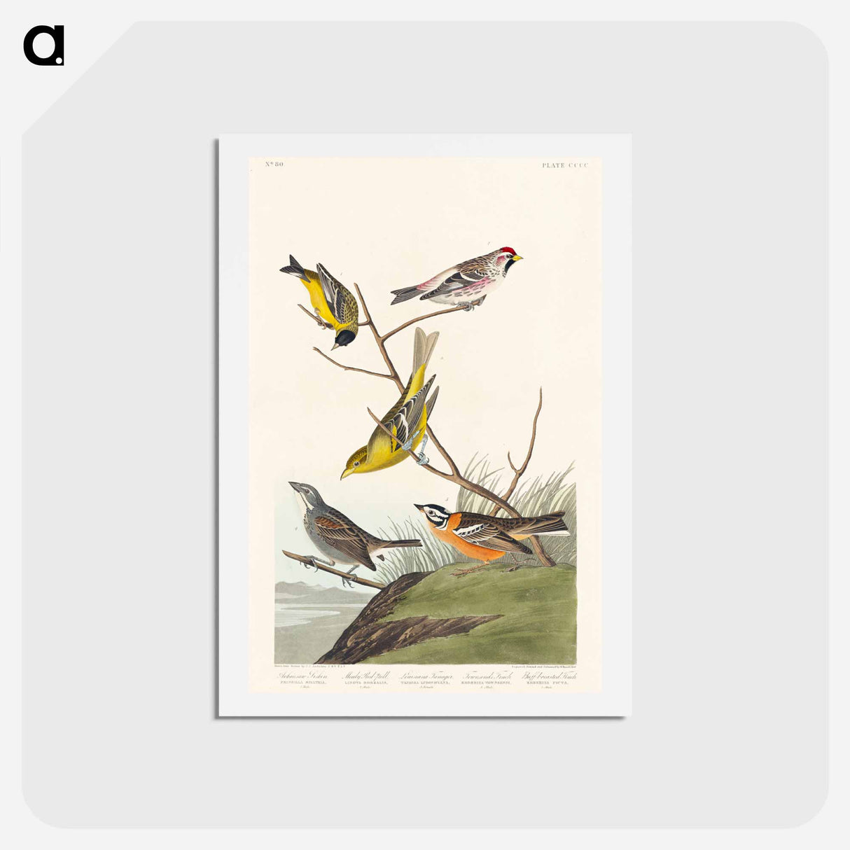 アートポストカード-Birds of America
- ジョン ジェームス オーデュボン Postcard.