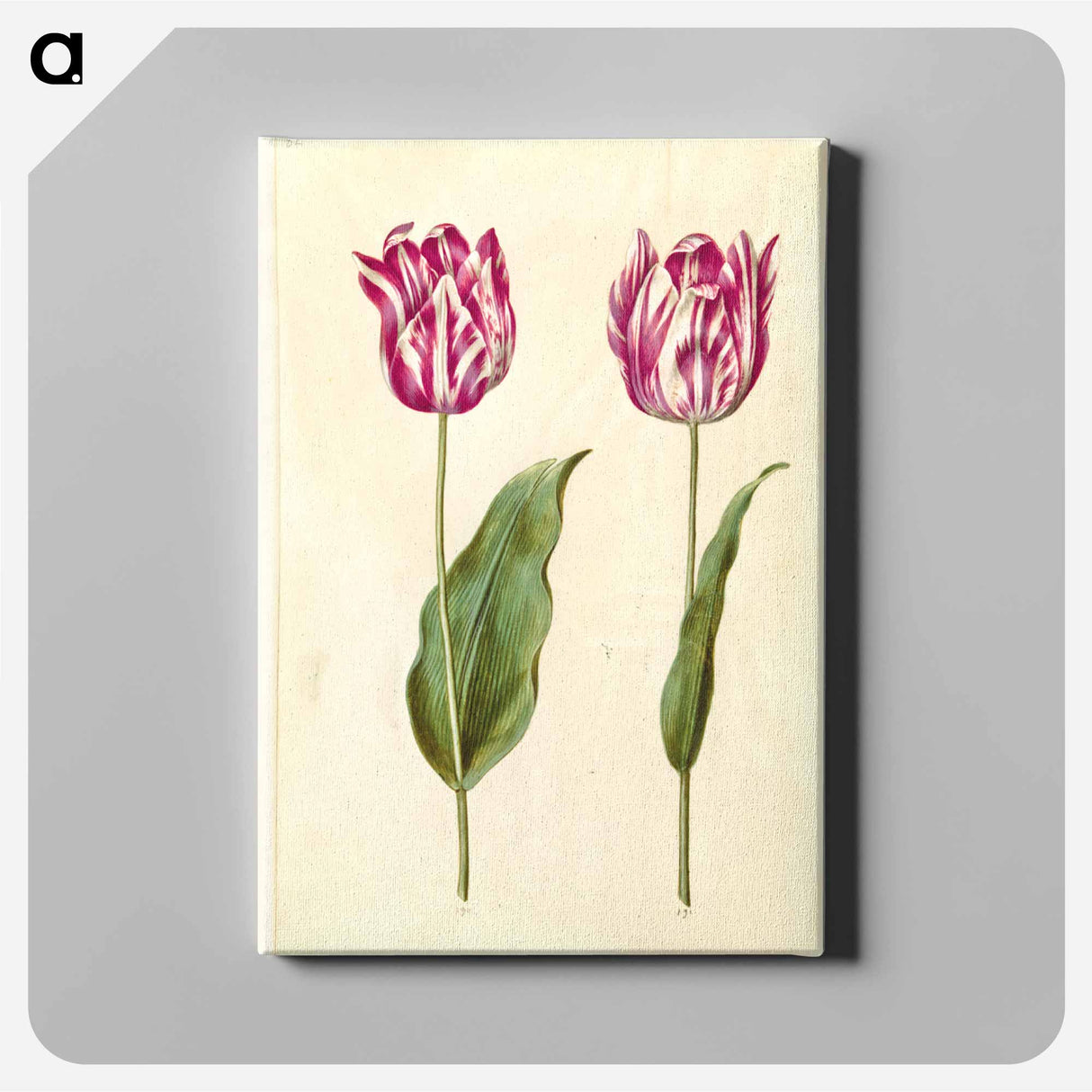 アートパネル-Tulipa gesneriana
- マリア ジビーラ メーリアン Canvas.