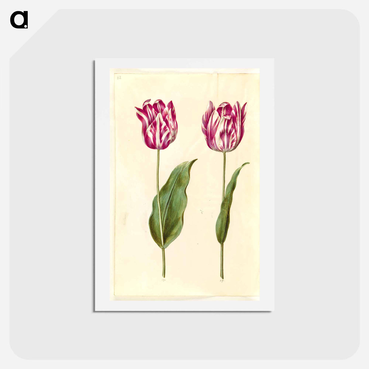 アートポストカード-Tulipa gesneriana
- マリア ジビーラ メーリアン Postcard.