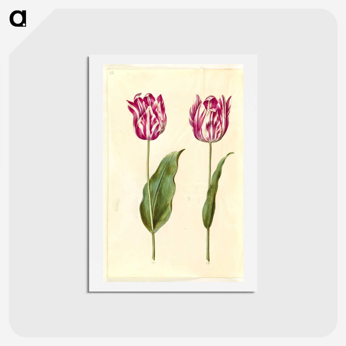 3-48_Maria-Sibylla-Merian_hagaki