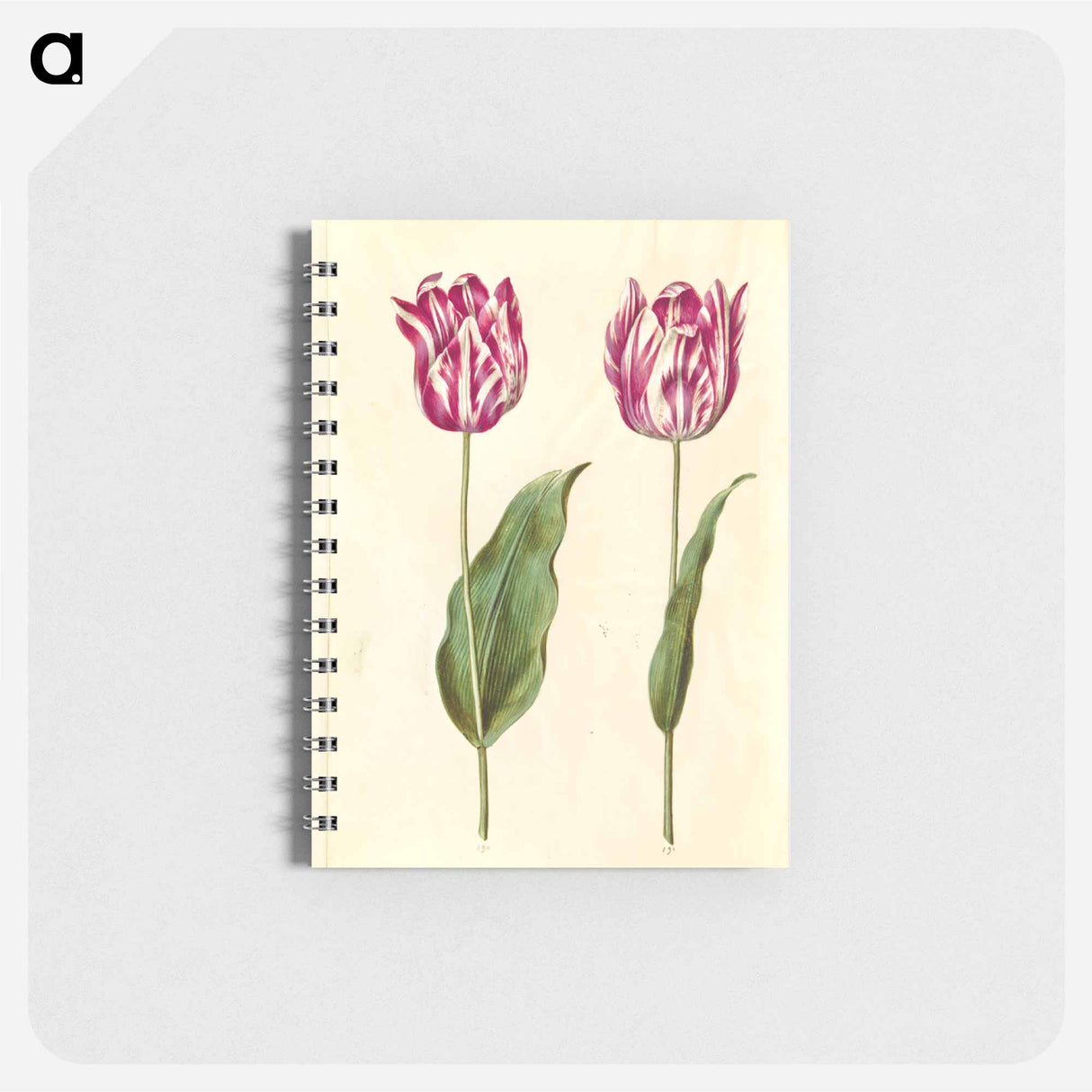 アートメモ帳-Tulipa gesneriana
- マリア ジビーラ メーリアン Memo.