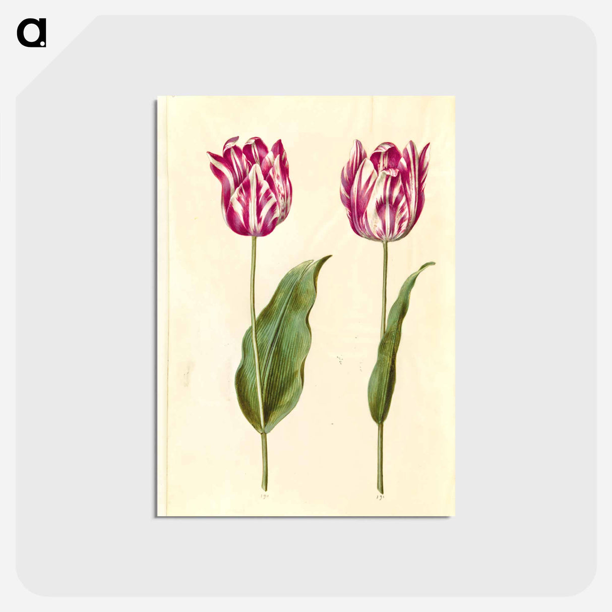 アートポストカード-Tulipa gesneriana
- マリア ジビーラ メーリアン Postcard.