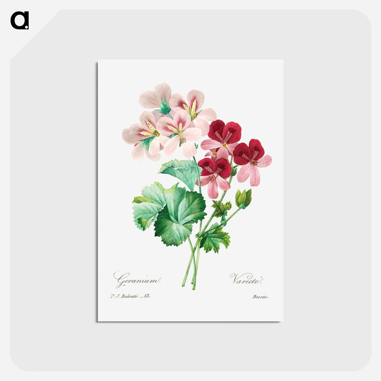 アートポストカード-Cranesbill - ピエール ジョゼフ ルドゥーテ Postcard.